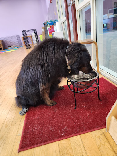 All Pets Wellness Centers