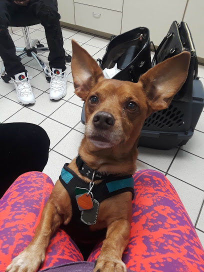 VCA Feist Animal Hospital VCA Feist Animal Hospital