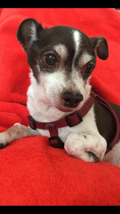 Cheyenne Tonopah Animal Hospital