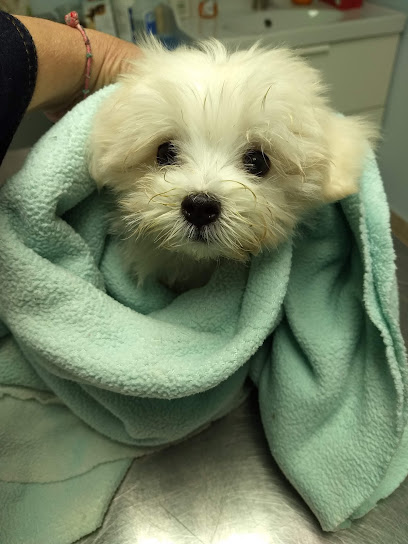 Scarsdale Animal Hospital Scarsdale Animal Hospital