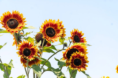 Helios Natural Medicine Helios Natural Medicine