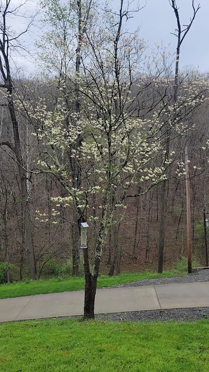 The Alternative Healing Center in WV